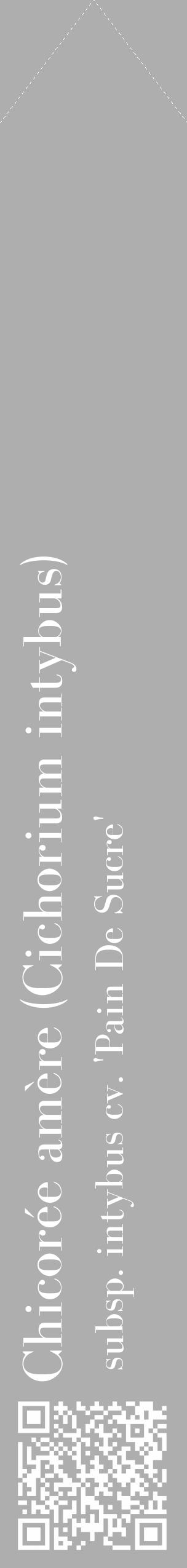 Étiquette de : Cichorium intybus subsp. intybus cv. 'Pain De Sucre' - format c - style blanche53_simple_simplebod avec qrcode et comestibilité - position verticale