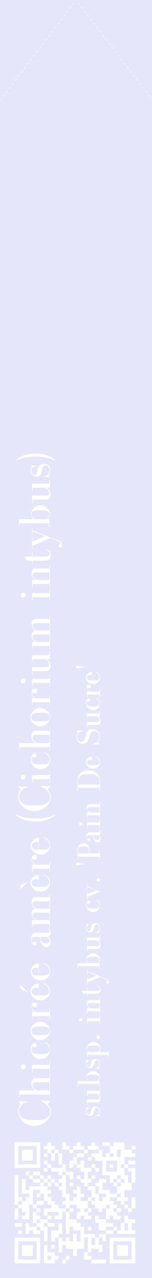 Étiquette de : Cichorium intybus subsp. intybus cv. 'Pain De Sucre' - format c - style blanche55_simplebod avec qrcode et comestibilité