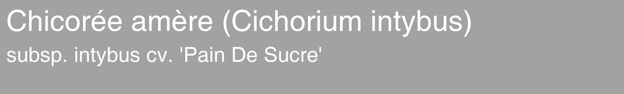 Étiquette de : Cichorium intybus subsp. intybus cv. 'Pain De Sucre' - format c - style blanche38_basique_basiquehel avec comestibilité