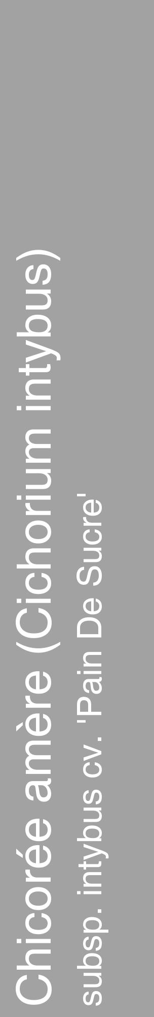 Étiquette de : Cichorium intybus subsp. intybus cv. 'Pain De Sucre' - format c - style blanche38_basique_basiquehel avec comestibilité - position verticale