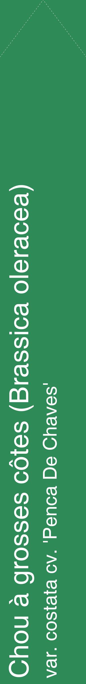 Étiquette de : Brassica oleracea var. costata cv. 'Penca De Chaves' - format c - style blanche11_simplehel avec comestibilité