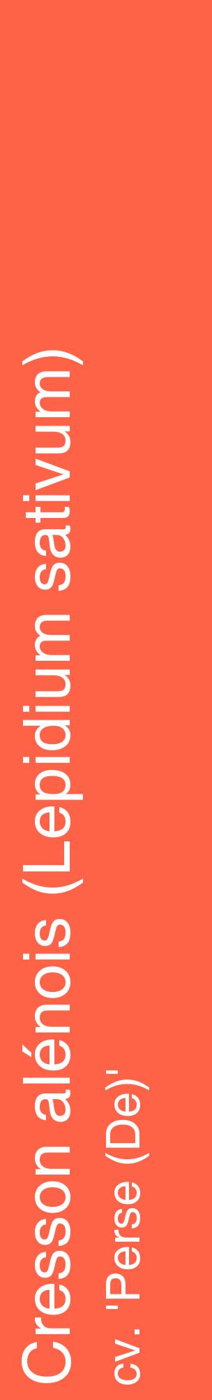 Étiquette de : Lepidium sativum cv. 'Perse (De)' - format c - style blanche25_basiquehel avec comestibilité