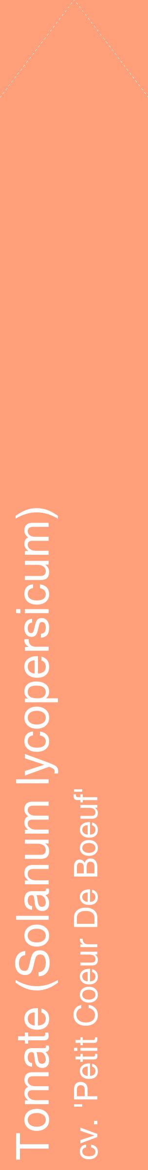 Étiquette de : Solanum lycopersicum cv. 'Petit Coeur De Boeuf' - format c - style blanche39_simplehel avec comestibilité
