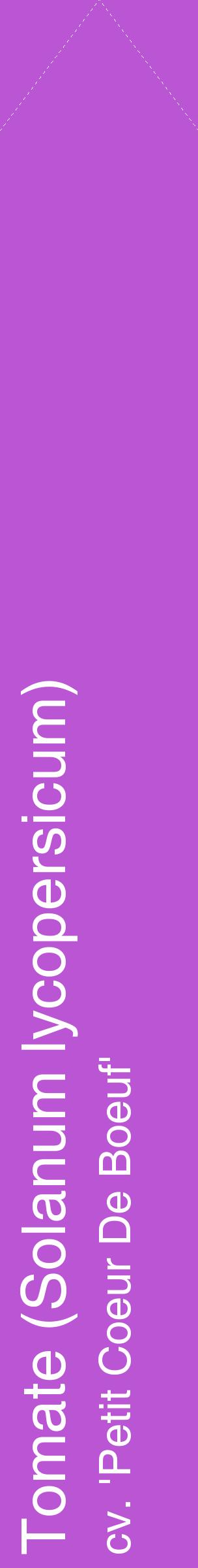 Étiquette de : Solanum lycopersicum cv. 'Petit Coeur De Boeuf' - format c - style blanche50_simplehel avec comestibilité