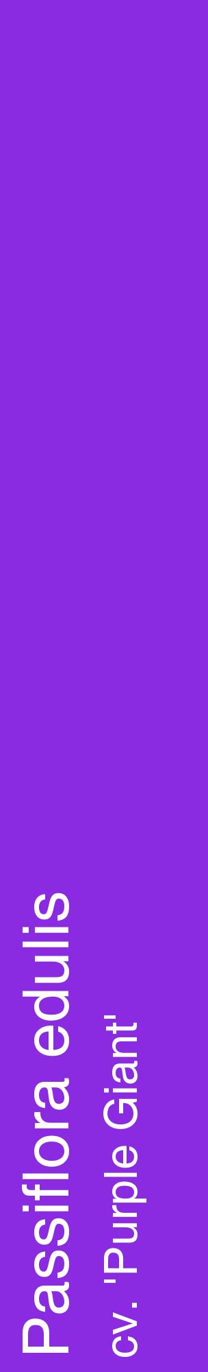 Étiquette de : Passiflora edulis cv. 'Purple Giant' - format c - style blanche49_basiquehel avec comestibilité