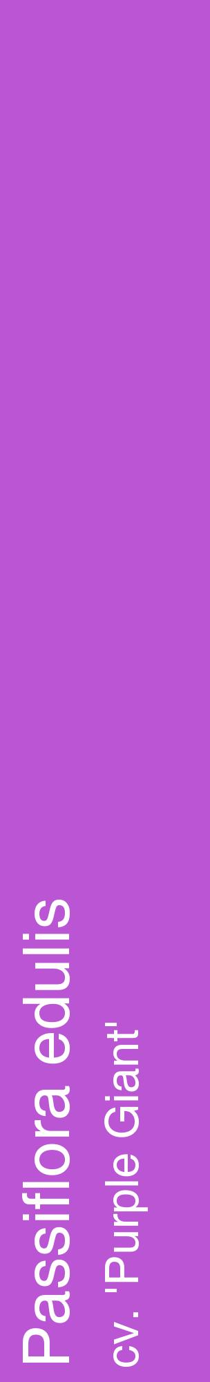 Étiquette de : Passiflora edulis cv. 'Purple Giant' - format c - style blanche50_basiquehel avec comestibilité