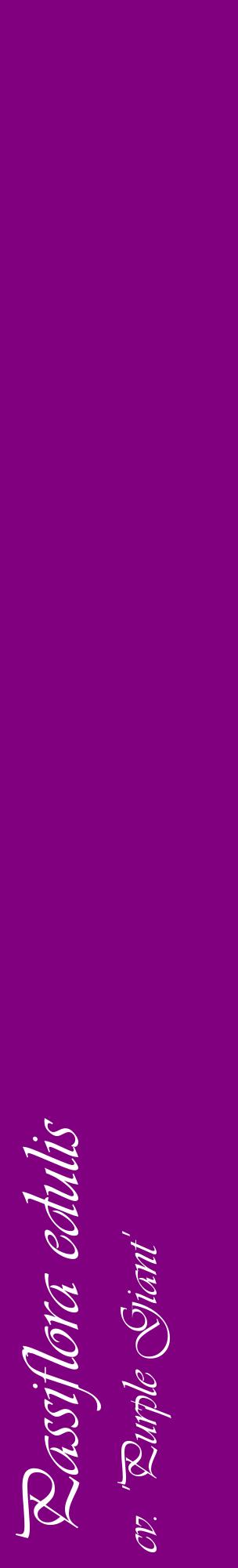 Étiquette de : Passiflora edulis cv. 'Purple Giant' - format c - style blanche46_basiqueviv avec comestibilité