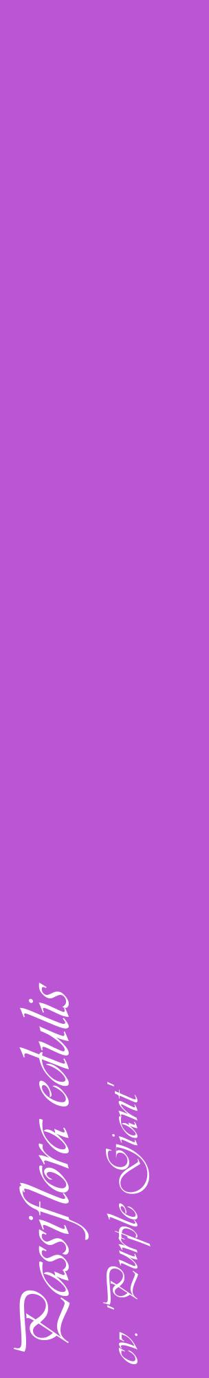 Étiquette de : Passiflora edulis cv. 'Purple Giant' - format c - style blanche50_basiqueviv avec comestibilité