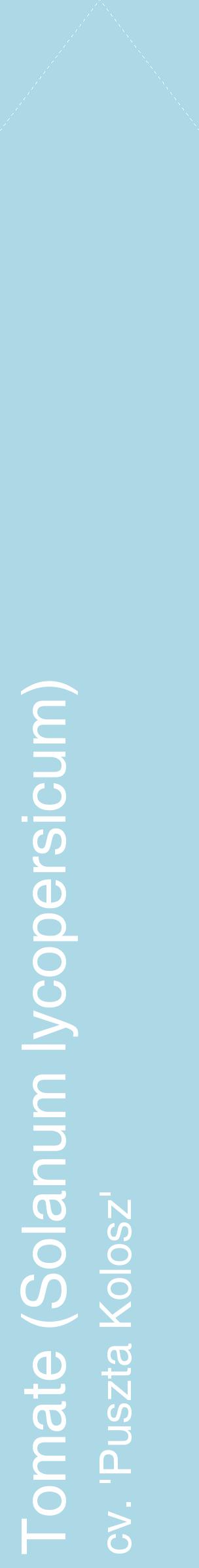 Étiquette de : Solanum lycopersicum cv. 'Puszta Kolosz' - format c - style blanche0_simplehel avec comestibilité