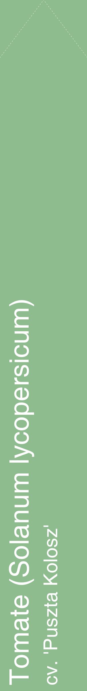 Étiquette de : Solanum lycopersicum cv. 'Puszta Kolosz' - format c - style blanche13_simplehel avec comestibilité