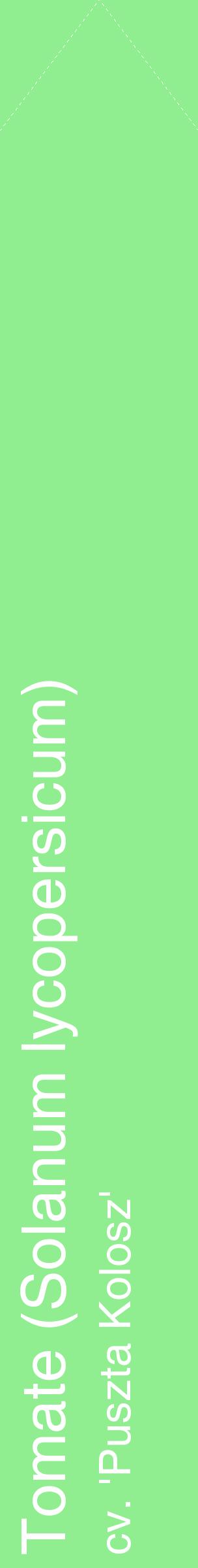 Étiquette de : Solanum lycopersicum cv. 'Puszta Kolosz' - format c - style blanche15_simplehel avec comestibilité