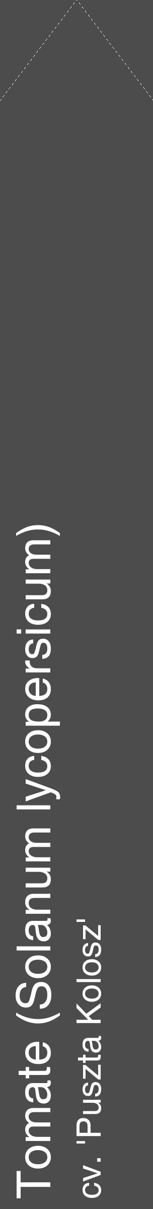 Étiquette de : Solanum lycopersicum cv. 'Puszta Kolosz' - format c - style blanche27_simple_simplehel avec comestibilité - position verticale
