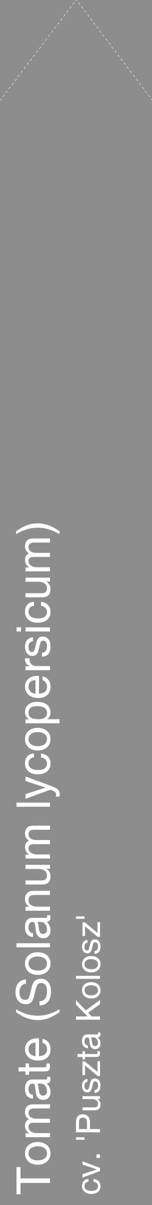 Étiquette de : Solanum lycopersicum cv. 'Puszta Kolosz' - format c - style blanche2_simple_simplehel avec comestibilité - position verticale