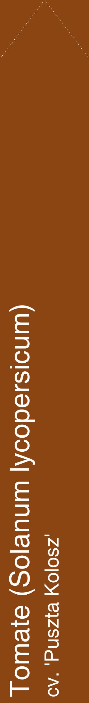Étiquette de : Solanum lycopersicum cv. 'Puszta Kolosz' - format c - style blanche30_simplehel avec comestibilité