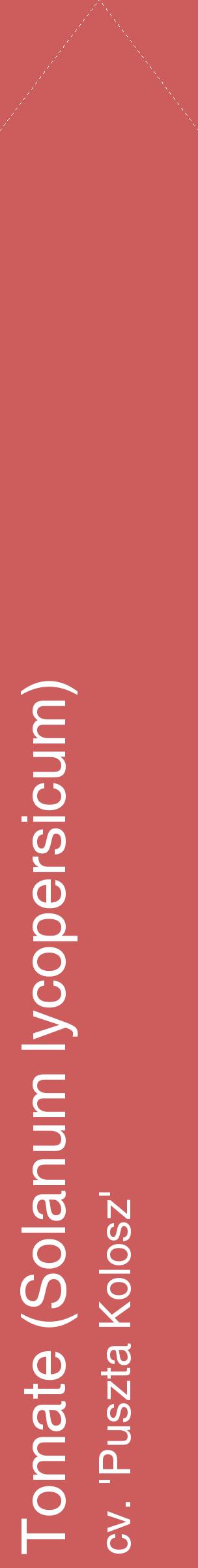 Étiquette de : Solanum lycopersicum cv. 'Puszta Kolosz' - format c - style blanche35_simplehel avec comestibilité