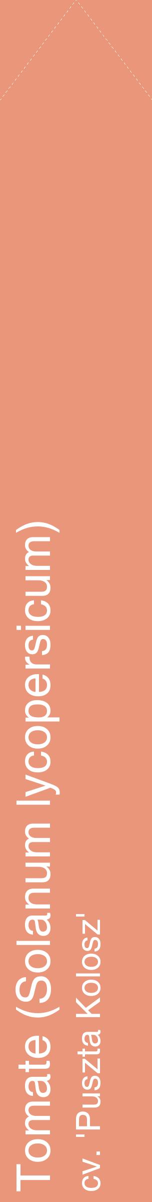 Étiquette de : Solanum lycopersicum cv. 'Puszta Kolosz' - format c - style blanche37_simplehel avec comestibilité