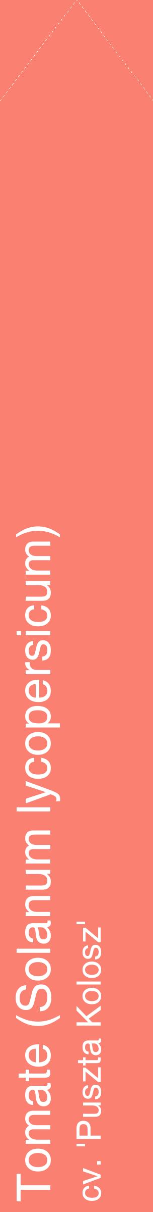 Étiquette de : Solanum lycopersicum cv. 'Puszta Kolosz' - format c - style blanche38_simplehel avec comestibilité