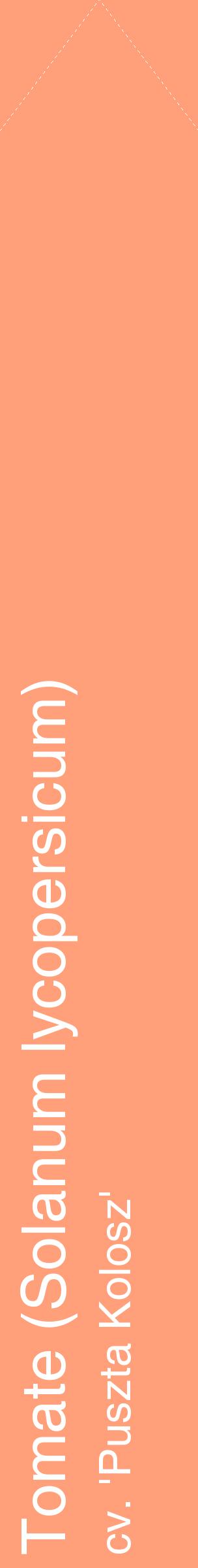 Étiquette de : Solanum lycopersicum cv. 'Puszta Kolosz' - format c - style blanche39_simplehel avec comestibilité