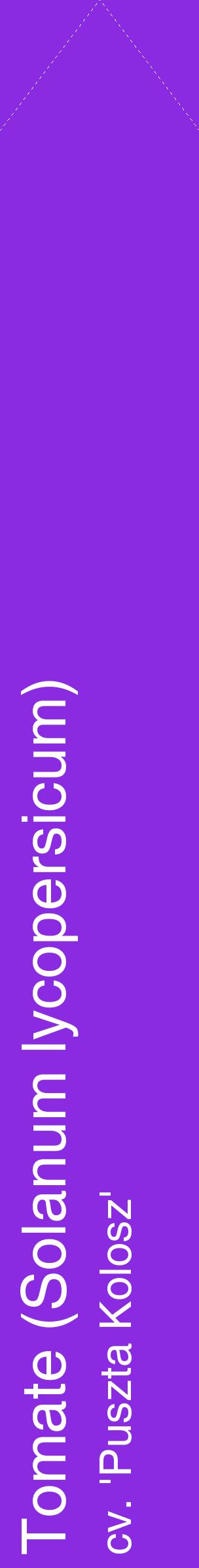 Étiquette de : Solanum lycopersicum cv. 'Puszta Kolosz' - format c - style blanche49_simplehel avec comestibilité