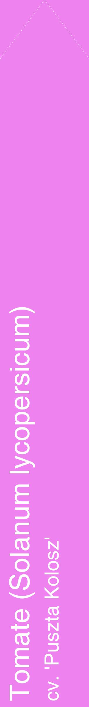 Étiquette de : Solanum lycopersicum cv. 'Puszta Kolosz' - format c - style blanche53_simplehel avec comestibilité