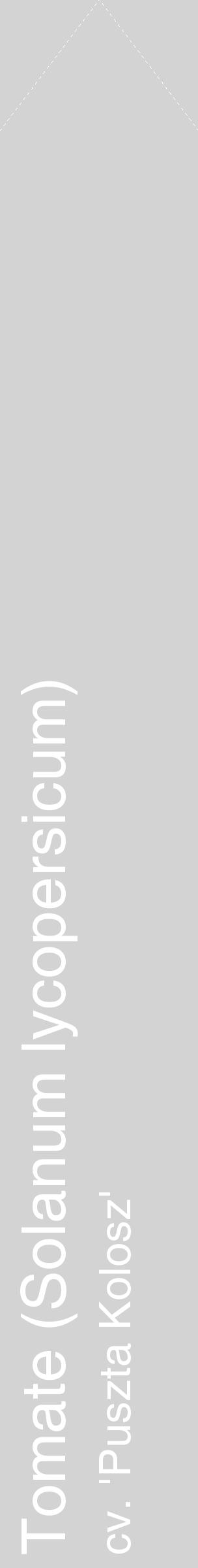 Étiquette de : Solanum lycopersicum cv. 'Puszta Kolosz' - format c - style blanche56_simplehel avec comestibilité