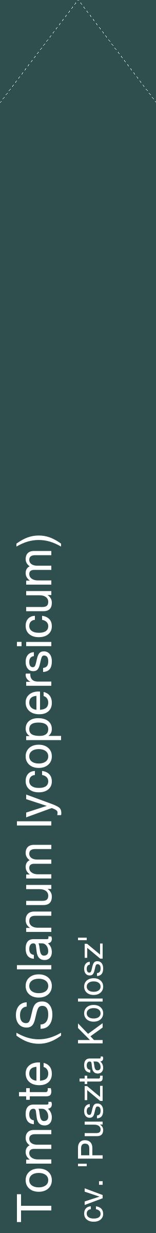Étiquette de : Solanum lycopersicum cv. 'Puszta Kolosz' - format c - style blanche58_simplehel avec comestibilité