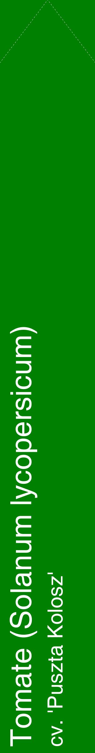 Étiquette de : Solanum lycopersicum cv. 'Puszta Kolosz' - format c - style blanche9_simplehel avec comestibilité