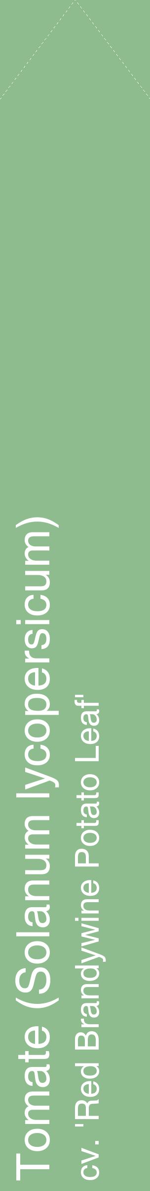 Étiquette de : Solanum lycopersicum cv. 'Red Brandywine Potato Leaf' - format c - style blanche13_simplehel avec comestibilité