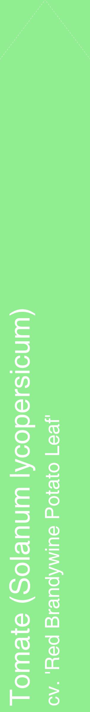Étiquette de : Solanum lycopersicum cv. 'Red Brandywine Potato Leaf' - format c - style blanche15_simplehel avec comestibilité