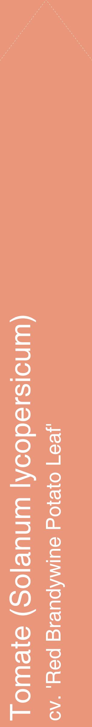 Étiquette de : Solanum lycopersicum cv. 'Red Brandywine Potato Leaf' - format c - style blanche37_simplehel avec comestibilité