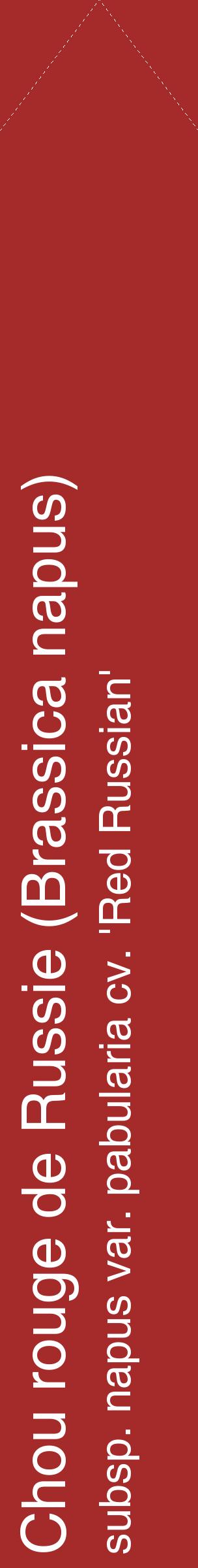 Étiquette de : Brassica napus subsp. napus var. pabularia cv. 'Red Russian' - format c - style blanche33_simplehel avec comestibilité