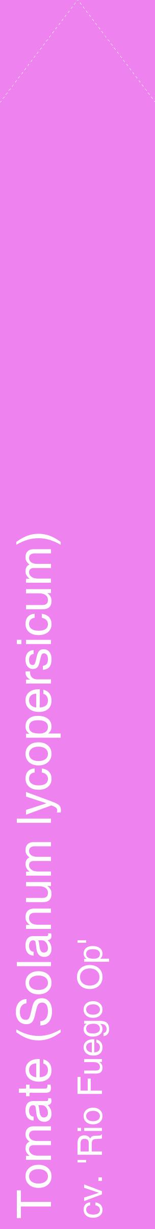 Étiquette de : Solanum lycopersicum cv. 'Rio Fuego Op' - format c - style blanche53_simplehel avec comestibilité