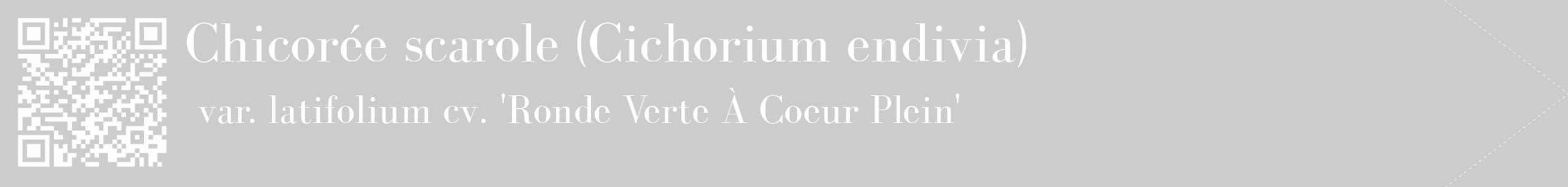 Étiquette de : Cichorium endivia var. latifolium cv. 'Ronde Verte À Coeur Plein' - format c - style blanche0_simple_simplebod avec qrcode et comestibilité