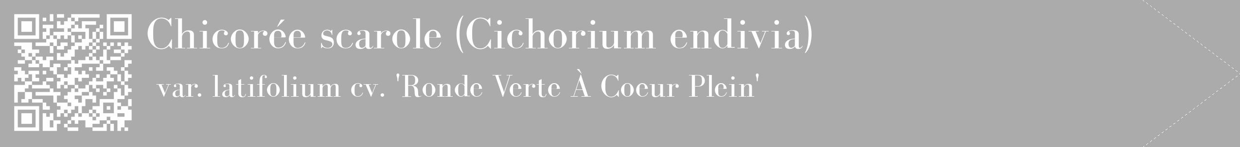 Étiquette de : Cichorium endivia var. latifolium cv. 'Ronde Verte À Coeur Plein' - format c - style blanche37_simple_simplebod avec qrcode et comestibilité