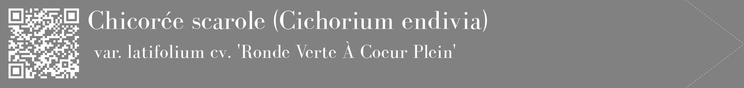 Étiquette de : Cichorium endivia var. latifolium cv. 'Ronde Verte À Coeur Plein' - format c - style blanche50_simple_simplebod avec qrcode et comestibilité