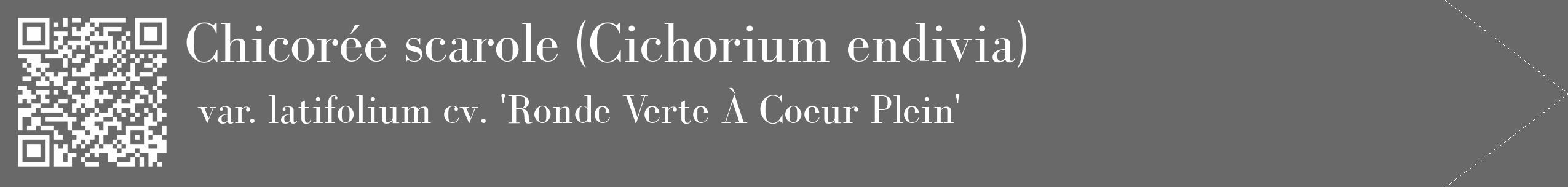 Étiquette de : Cichorium endivia var. latifolium cv. 'Ronde Verte À Coeur Plein' - format c - style blanche51_simple_simplebod avec qrcode et comestibilité