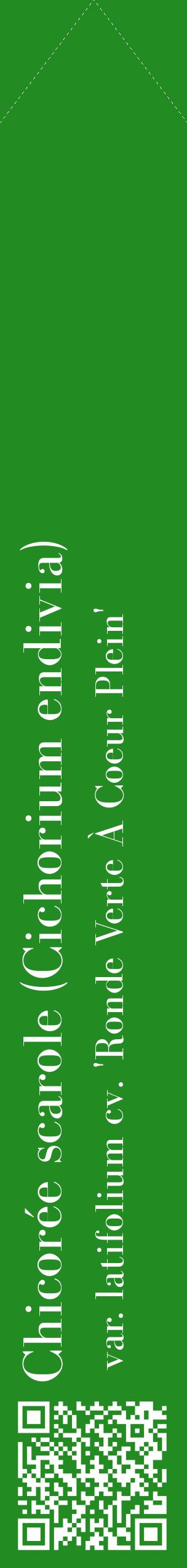 Étiquette de : Cichorium endivia var. latifolium cv. 'Ronde Verte À Coeur Plein' - format c - style blanche10_simplebod avec qrcode et comestibilité