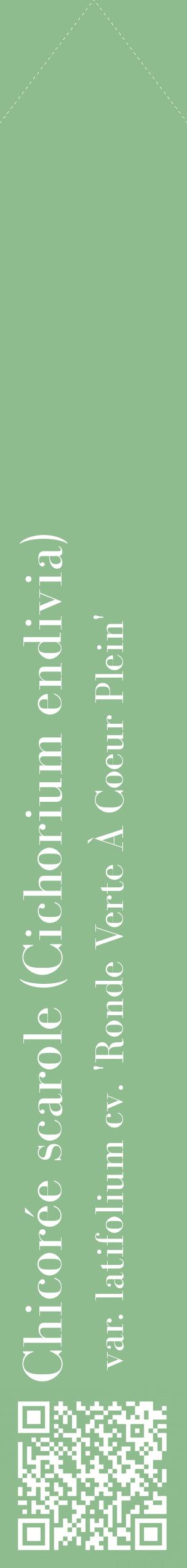Étiquette de : Cichorium endivia var. latifolium cv. 'Ronde Verte À Coeur Plein' - format c - style blanche13_simplebod avec qrcode et comestibilité