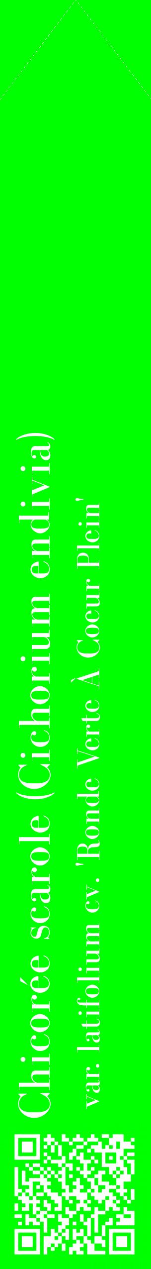 Étiquette de : Cichorium endivia var. latifolium cv. 'Ronde Verte À Coeur Plein' - format c - style blanche16_simplebod avec qrcode et comestibilité
