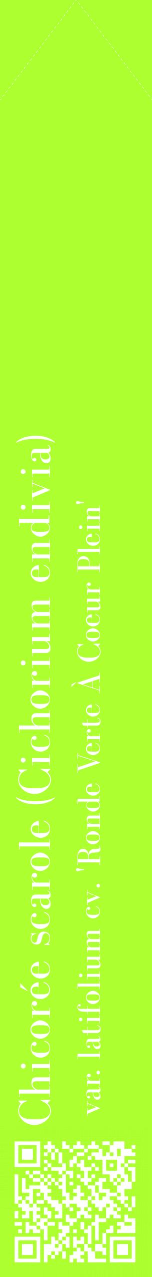 Étiquette de : Cichorium endivia var. latifolium cv. 'Ronde Verte À Coeur Plein' - format c - style blanche17_simplebod avec qrcode et comestibilité