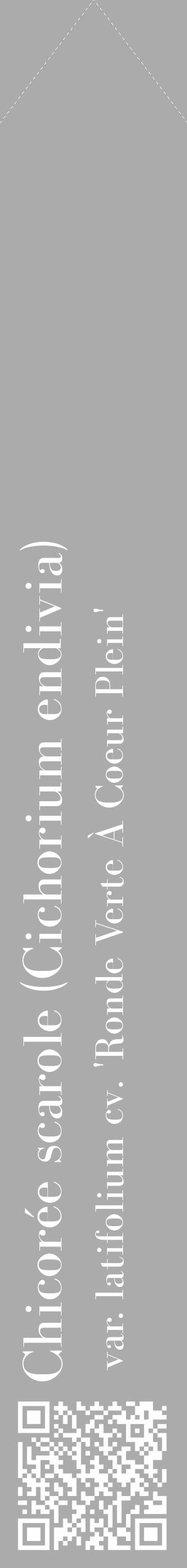 Étiquette de : Cichorium endivia var. latifolium cv. 'Ronde Verte À Coeur Plein' - format c - style blanche37_simple_simplebod avec qrcode et comestibilité - position verticale