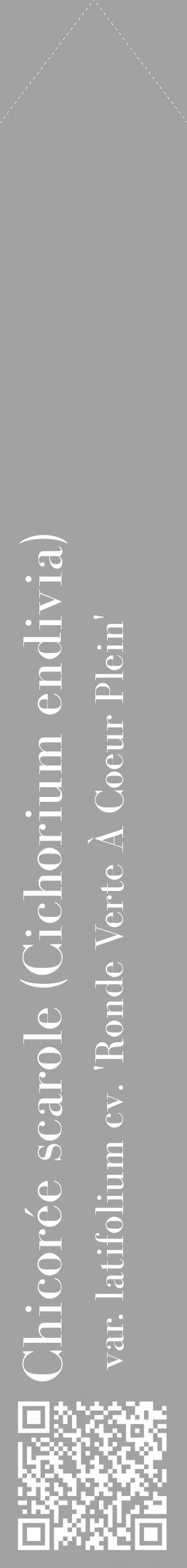 Étiquette de : Cichorium endivia var. latifolium cv. 'Ronde Verte À Coeur Plein' - format c - style blanche38_simple_simplebod avec qrcode et comestibilité - position verticale