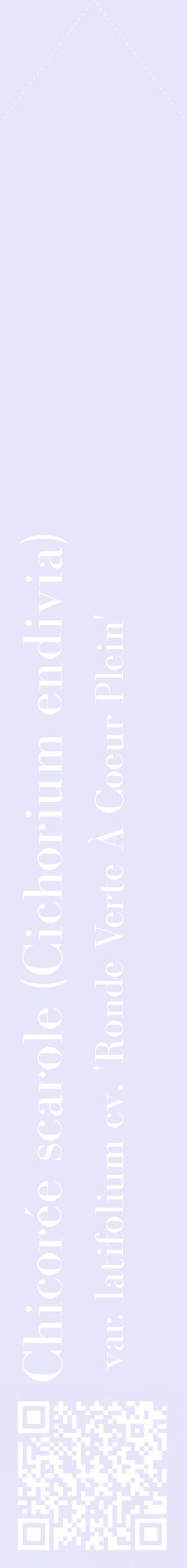 Étiquette de : Cichorium endivia var. latifolium cv. 'Ronde Verte À Coeur Plein' - format c - style blanche55_simplebod avec qrcode et comestibilité