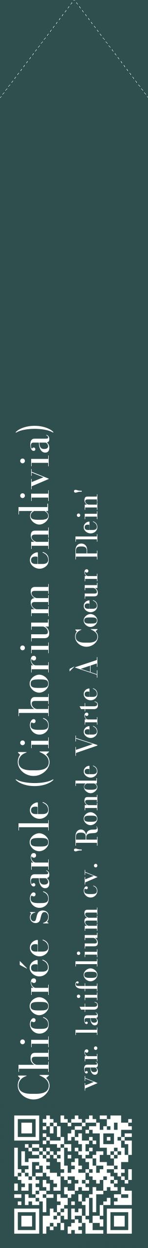 Étiquette de : Cichorium endivia var. latifolium cv. 'Ronde Verte À Coeur Plein' - format c - style blanche58_simplebod avec qrcode et comestibilité