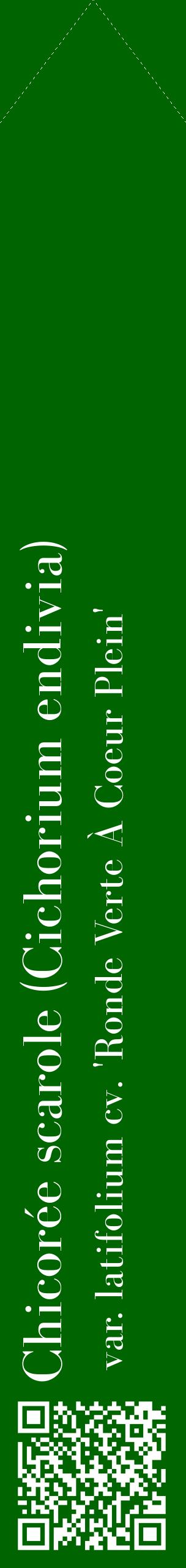 Étiquette de : Cichorium endivia var. latifolium cv. 'Ronde Verte À Coeur Plein' - format c - style blanche8_simplebod avec qrcode et comestibilité
