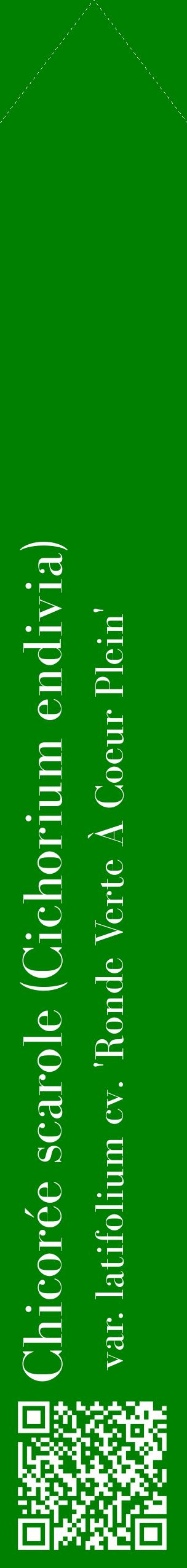 Étiquette de : Cichorium endivia var. latifolium cv. 'Ronde Verte À Coeur Plein' - format c - style blanche9_simplebod avec qrcode et comestibilité