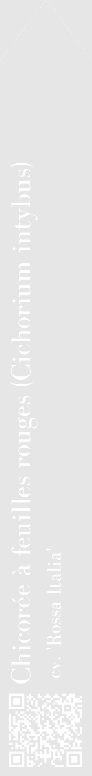 Étiquette de : Cichorium intybus cv. 'Rossa Italia' - format c - style blanche18_simple_simplebod avec qrcode et comestibilité - position verticale
