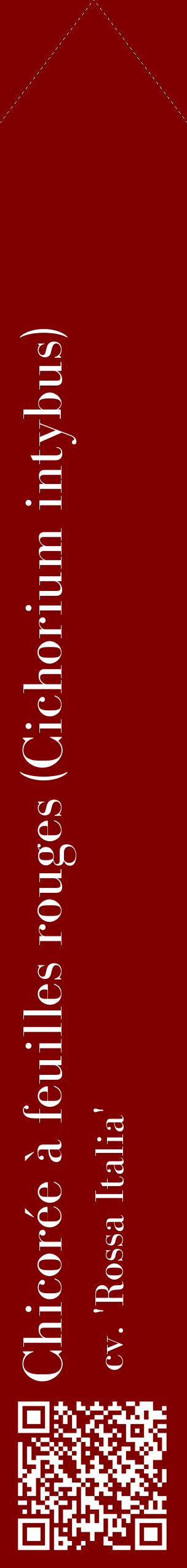 Étiquette de : Cichorium intybus cv. 'Rossa Italia' - format c - style blanche29_simplebod avec qrcode et comestibilité