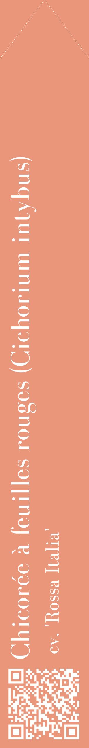 Étiquette de : Cichorium intybus cv. 'Rossa Italia' - format c - style blanche37_simplebod avec qrcode et comestibilité