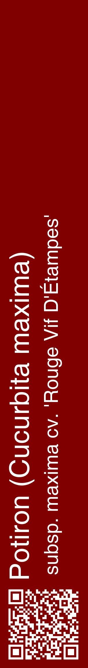 Étiquette de : Cucurbita maxima subsp. maxima cv. 'Rouge Vif D'Étampes' - format c - style blanche29_basiquehel avec qrcode et comestibilité